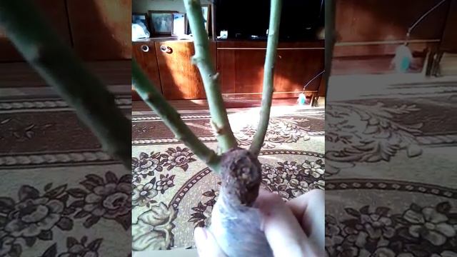 Первая посылка из агромаркета 24 .розы смотреть онлайн
