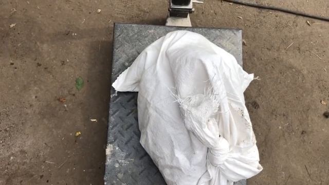 Самая лучшая и выгодная порода уток, эксперимент удался!!! смотреть онлайн