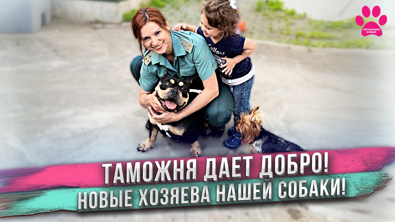 Взрослую собаку из питомника отдали в обычную семью! Что из этого выйдет? смотреть онлайн