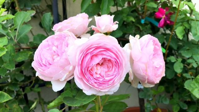 Elegant Olivia Rose Austin | Soft Pink Rose | David Austin смотреть онлайн