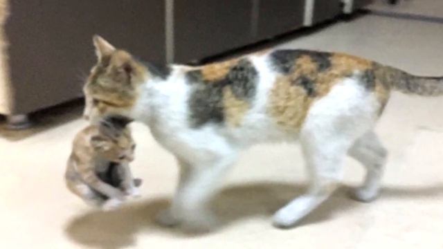 Кошка пришла в больницу, чтобы просить помощи, ведь её котёнок умирал! смотреть онлайн