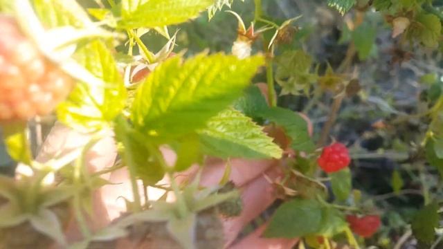 ЭРИКА - ремонтантная малина в условиях выживания без полива и удобрений