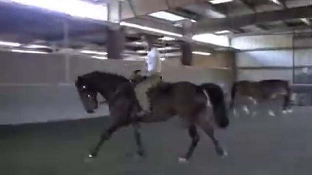 Rocky Mountain Horse - Gaits
