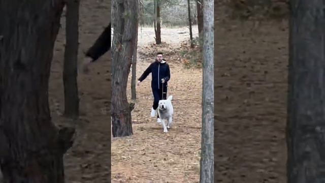 #shortsЛесной кросс с Умой Алобаем смотреть онлайн