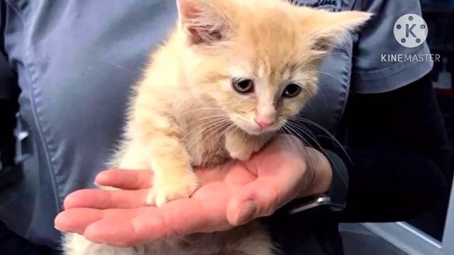 Забитый котёнок прижал уши боясь посмотреть в глаза людям. Ведь он не знал, что его ждёт смотреть онлайн