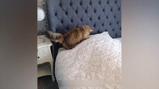 Подборка забавных и смешных животных за Май 2023. Самое смешное. смотреть онлайн