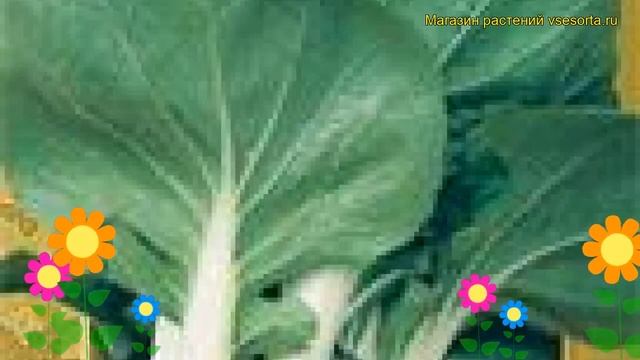 Капуста китайская Пак чой. Краткий обзор, описание характеристик, где купить семена Pak choi смотреть онлайн