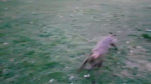 ПИТБУЛЬ VS ПРАЙТЕР