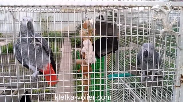 Вольер для попугаев, черного ворона, майны и горлиц. Размер 4 х 2,5 х 2,2 м .Часть 1