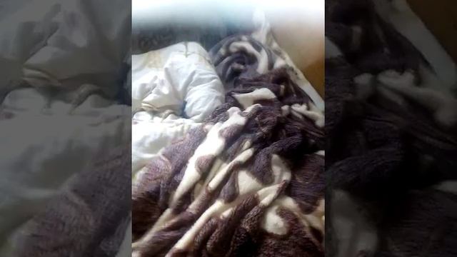 Питбуль 3 месяца #3