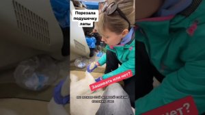 Собака поранила лапу. Травма подушечки, зашивать или нет? #ветеринар #собака