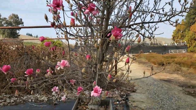 Magnolia Alexandrina смотреть онлайн