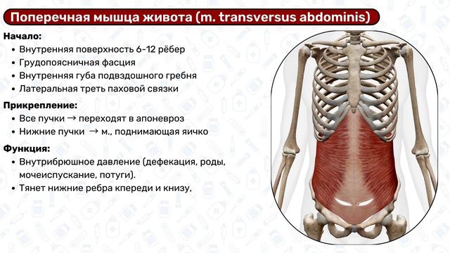 Мышцы живота: начало и прикрепление, функции / Анатомия смотреть онлайн