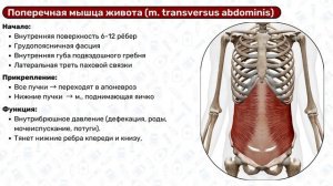 Мышцы живота: начало и прикрепление, функции / Анатомия
