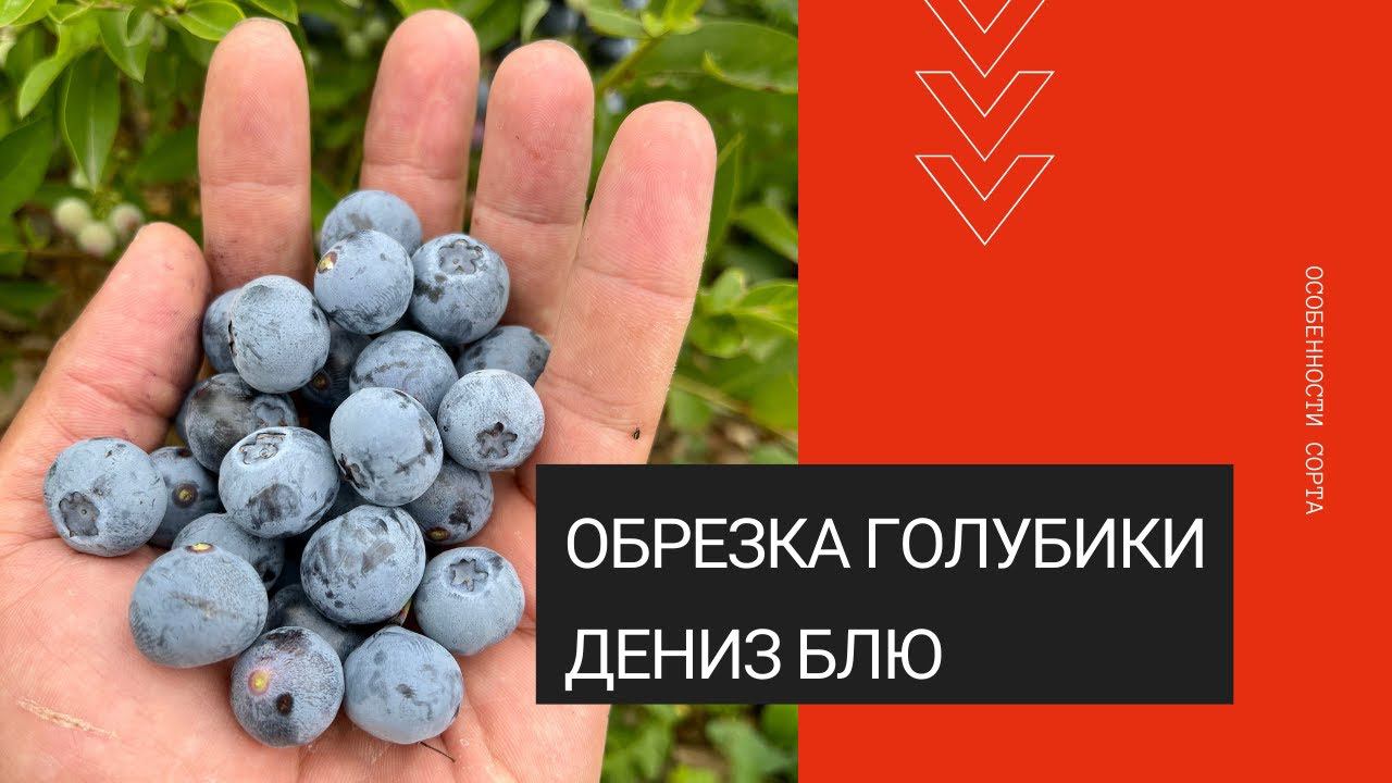Обрезка сорта Дениз Блю смотреть онлайн