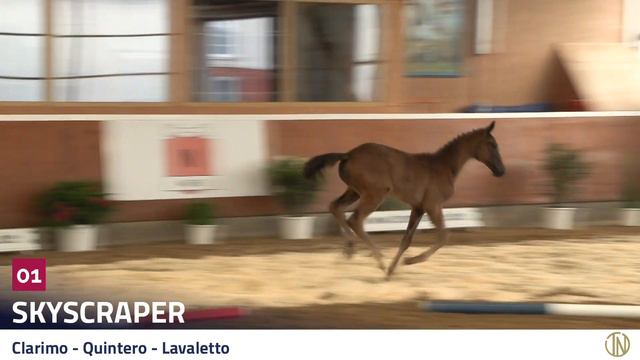 Katalog 01 - Hengst v. Clarimo - Quintero - Lavaletto * 09.05.2022 смотреть онлайн