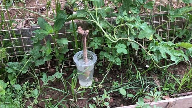 How to Jambolan Plum | Java Plum Tree Growing Fast With Garlic Fruit смотреть онлайн