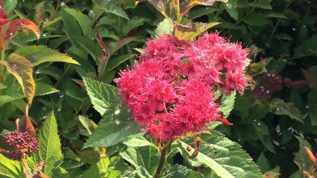 Plant of the Week: Double Play Doozie Spirea смотреть онлайн