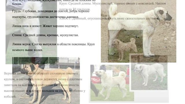 Презентация породы Кангальская овчарка (стандарт МКФ "331) смотреть онлайн