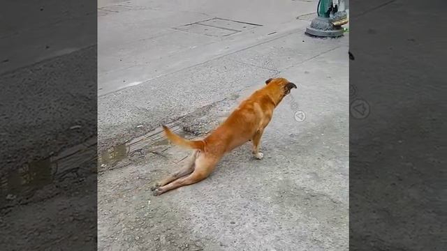 Симулянт смотреть онлайн