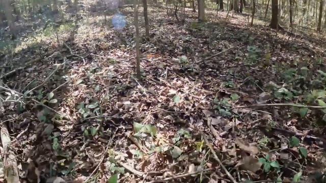 Tennessee Mushrooms & Trails - Hickory Ridge Outer Loop Ep1 смотреть онлайн
