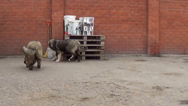 Щенки кавказской овчарки www.r-risk.ru +79262205603 Татьяна Ягодкина смотреть онлайн