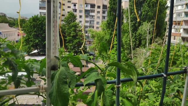 Томаты на балконе. Почвоулучшитель. Горчица сидерат. Сравнение двух томатов для подоконника. смотреть онлайн