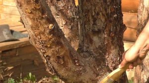 Зачистка коры у деревьев