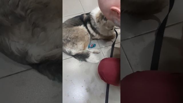 Пёс Буран и сбитая собачка в клинике