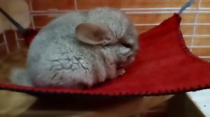 Факты, уход и содержание Шиншил всё в одном видео