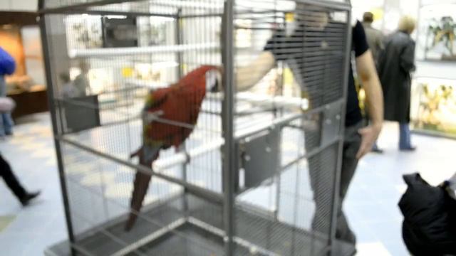 Монстры тропиков. Чебоксары смотреть онлайн