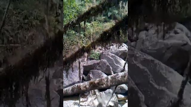 Индия Мегхалая живые мосты. Meghalaya Living Root Bridge