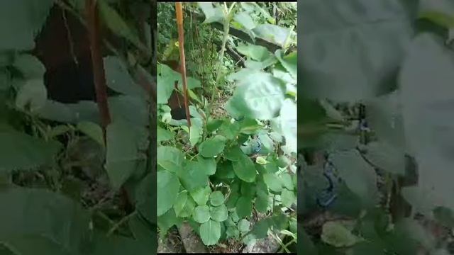 Столепестная роза  в тени.