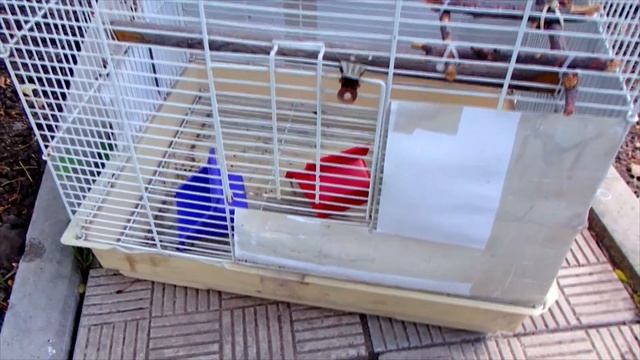 Для кого готовлю вторую клетку?! Кто угадает. смотреть онлайн