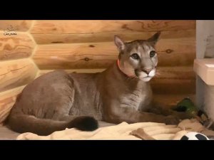 Пума Месси сделал одолжение..