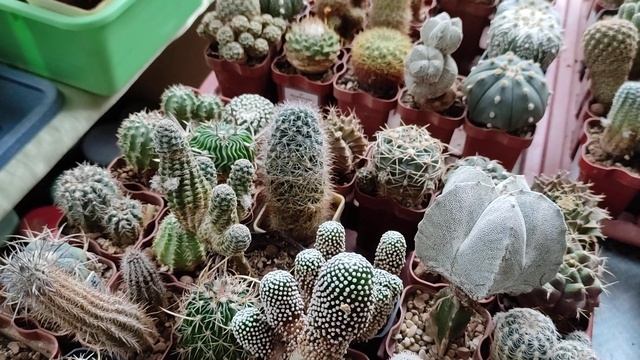 Пора удобрения внести кактусам и адениумам смотреть онлайн