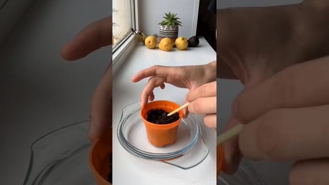 Выращиваем мелиссу лимонную! #plant #gardening #undead смотреть онлайн