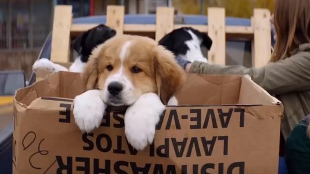 ВЫБЕРИ С КАКИМ ЖИВОТНЫМ ТЫ СЕБЯ АССОЦИИРУЕШЬ смотреть онлайн