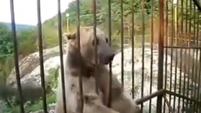 Умный медведь Зоопарк смотреть онлайн