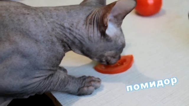 Кот СФИНКС жрёт всё подряд смотреть онлайн