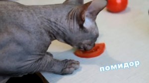 Кот СФИНКС жрёт всё подряд
