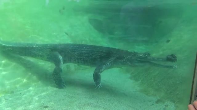 Indian Gharial Feeding Time l Wild Animal смотреть онлайн