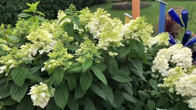Why are my Pink Hydrangeas white? смотреть онлайн