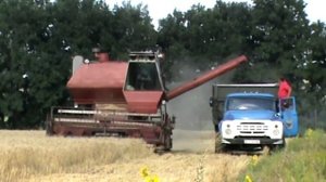 Комбайн НИВА СК-5 уборка урожая пшеницы.