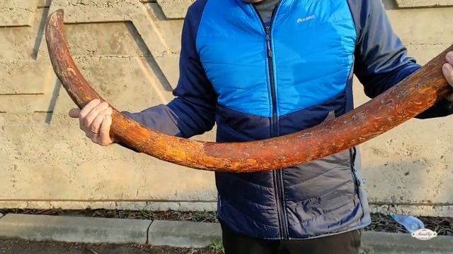 Целый бивень мамонта!!! смотреть онлайн