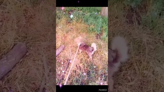 прогулка с домашними питомцами❤️