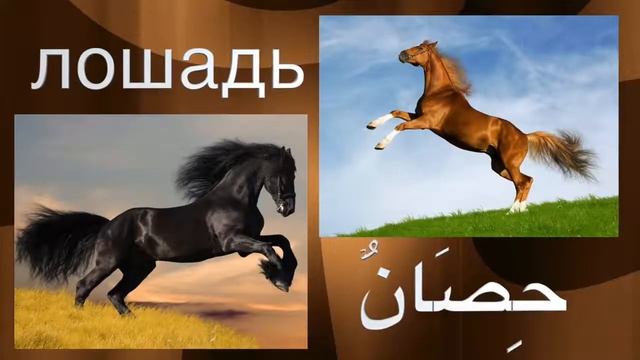 Животные на арабском языке смотреть онлайн