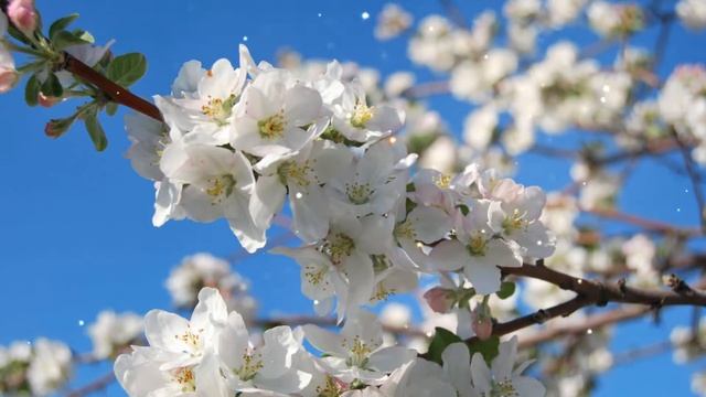 Ох, вы яблоньки!!!Татьяна Козловская!!!Тамара Каптюхова!!! смотреть онлайн