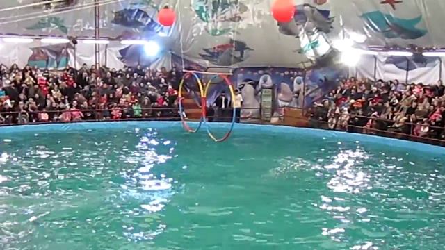 Дельфинарий на Притыцкого в Минске. Прыжки в кольцо смотреть онлайн