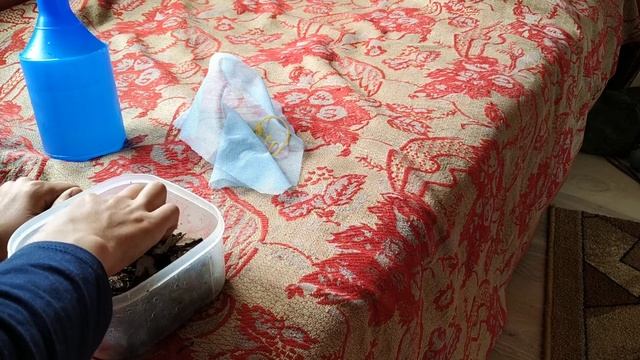 Кивсяки содержание в домашних условиях смотреть онлайн